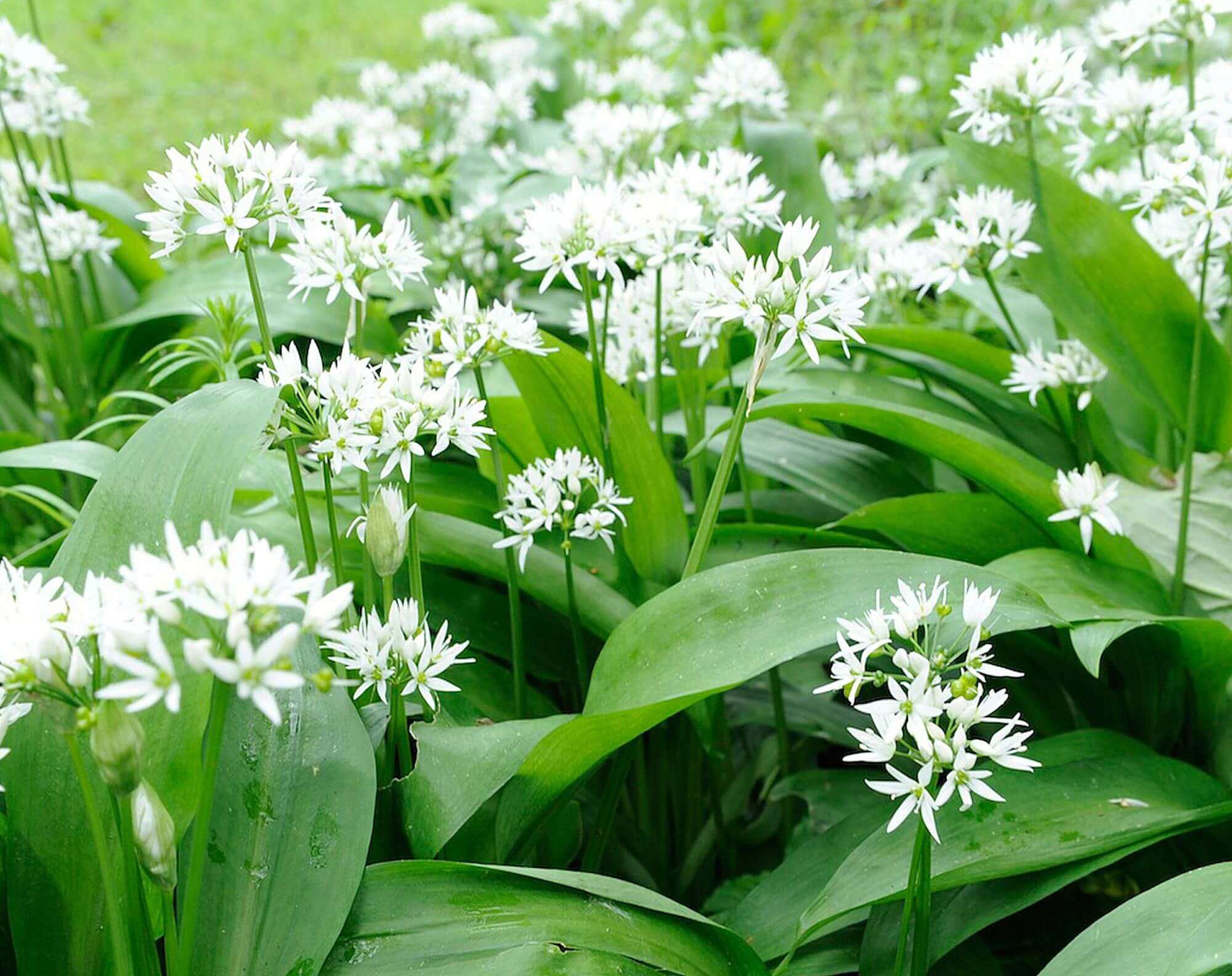 wild garlic landing page 58a710e53df78c345b6cdb0e
