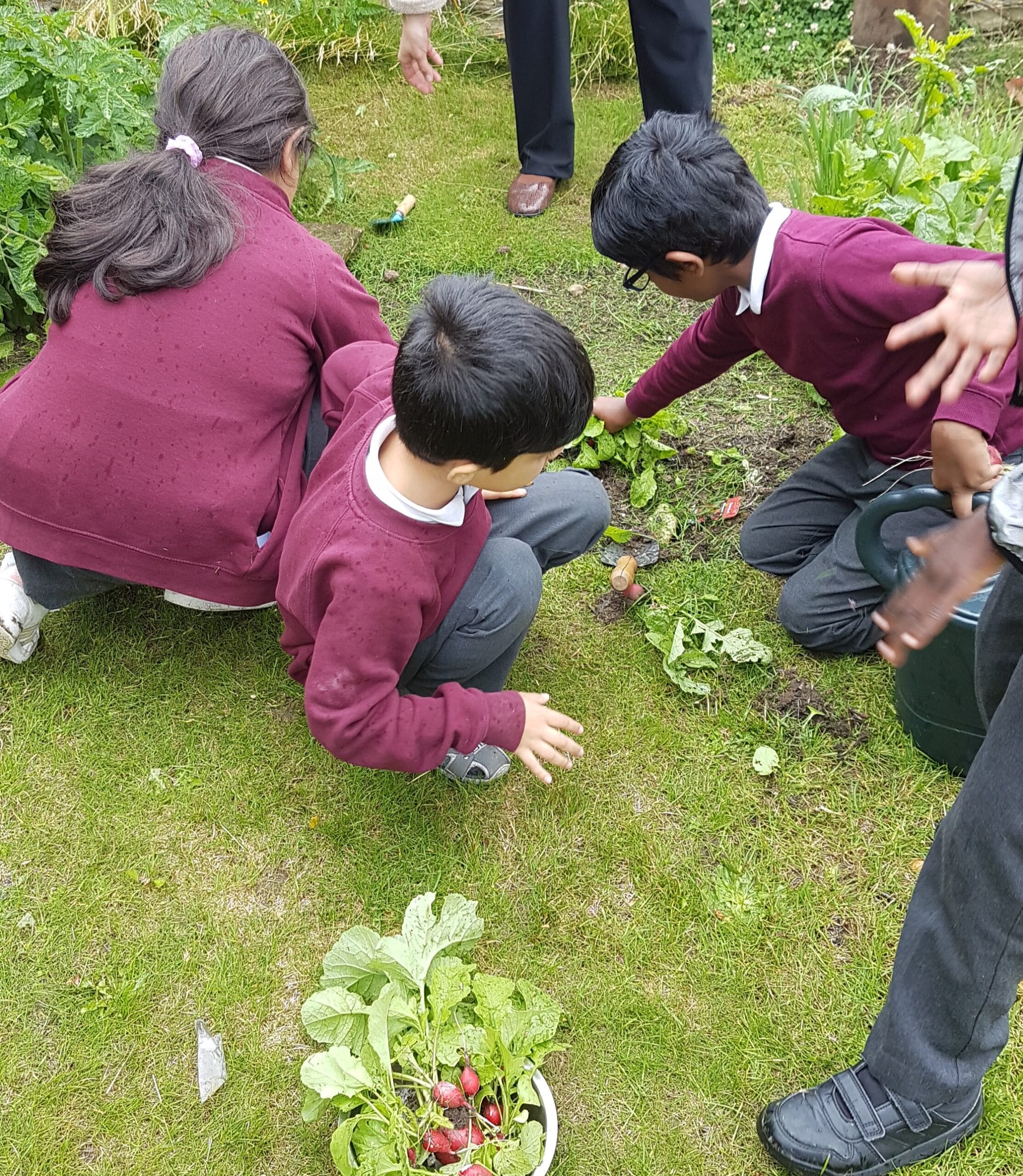 The Regather ‘Supporting Food Growing in Schools’ Survey