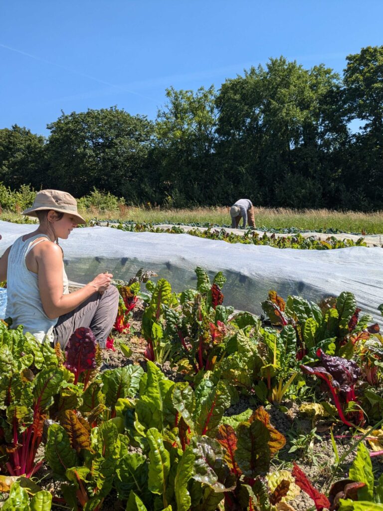 Abigail in the chard bed